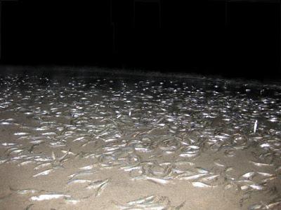 TONS OF FISH ON THE BEACH: A CALIFORNIA GRUNION RUN, Guest Post by Caroline Hatton