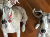 Paint Your Pets