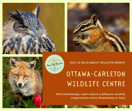 Wild Wednesday: Ottawa-Carleton Wildlife Centre is so much more than just a rehabilitation centre
