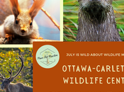 Wild Wednesday: Ottawa-Carleton Wildlife Centre More Rehabilitation #WildWednesday