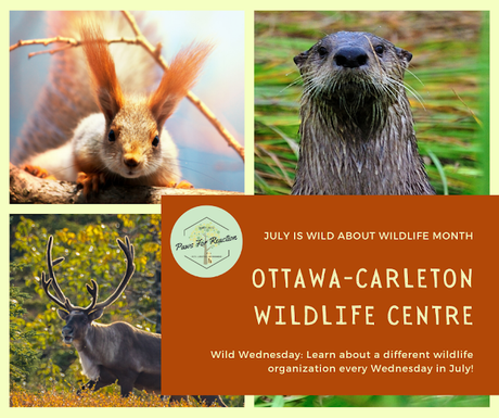 Wild Wednesday: Ottawa-Carleton Wildlife Centre is so much more than just a rehabilitation centre