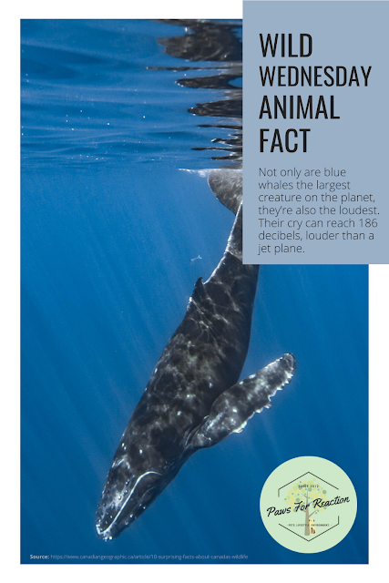 Wild Wednesday: Animal Fact Blue Whale