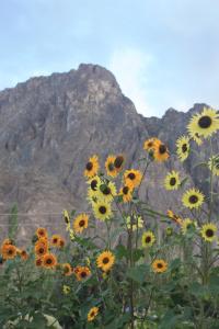 POEM: One Flower, the Sunflower