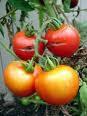 Tomatoes Q & A