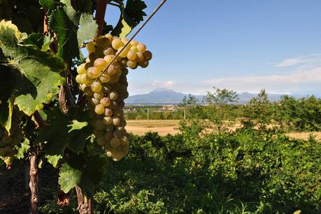 Turbiana - The Grape & the Wine