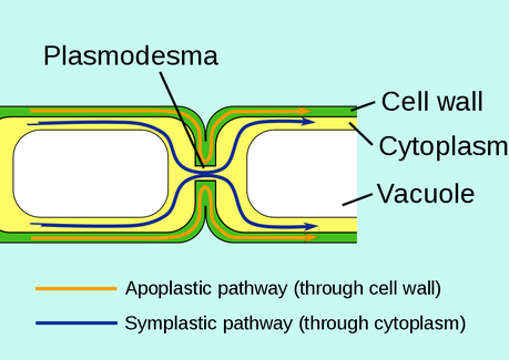 Top 10 Difference Between Apoplast And Symplast Pathways...