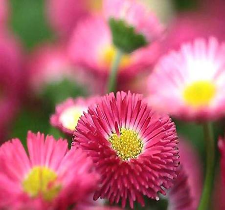 Big Pack - English Daisy Mixed Seed (25,000+) - Bellis perennis Long Flowering Season - Edible Flower Seeds by MySeeds.Co (Big Pack - English Daisy Mix)