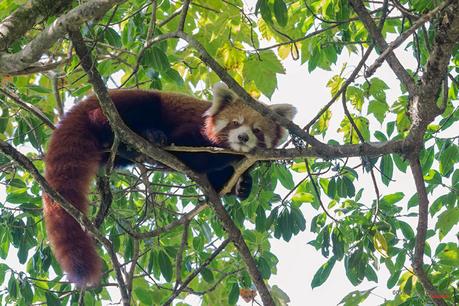 photographing rare red panda from wild