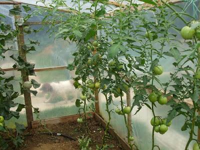Blight on Tomatoes