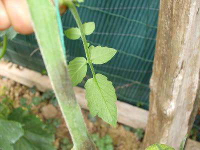 Blight on Tomatoes