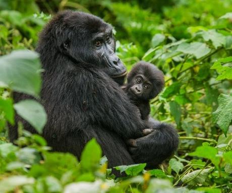 Rwanda is open for visitors – explore it in eco-luxury!