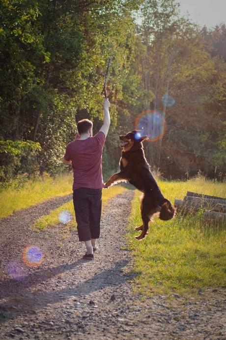 Dog Exercise App: Fitness, Motivation And Fun