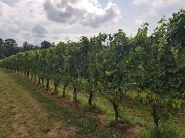 Historical Significance at New Market Plains Vineyards, Maryland