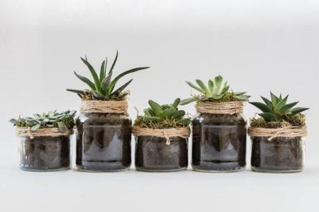 Houseplants That Are Perfect for Beginner Plant Owners