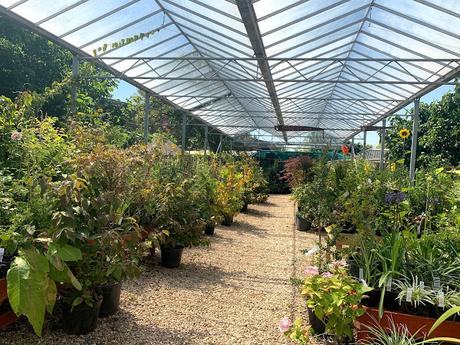 A visit to Swines Meadow Farm Nursery on the hottest day