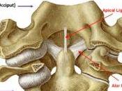 Alar Ligament Test: Important Keys Need Know