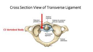 Transverse Ligament: A New Understanding that You Need to Know