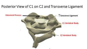 Transverse Ligament: A New Understanding that You Need to Know