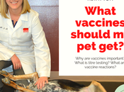 Vet: What Vaccines Should Get? Pet's Vaccine Schedule?