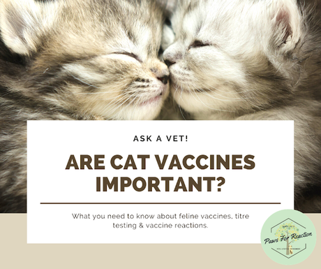 Ask a vet: What vaccines should my dog and cat get? What is my pet's vaccine schedule?