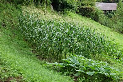 First Corn!