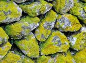 Grow Moss Stone? Step-By-Step Guide