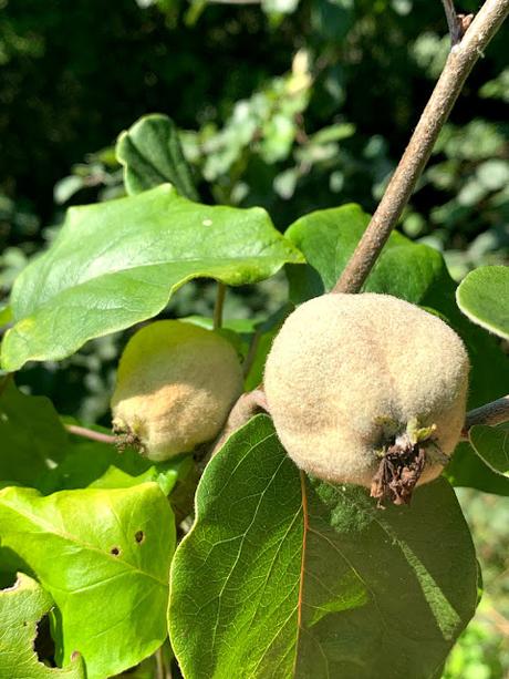 Tree following August 2020 - the quince count continues