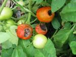 Blossom End Rot on Tomatoes