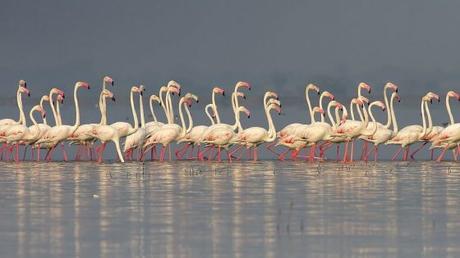 Top 5 places in Maharashtra to spot Iconic Flamingos