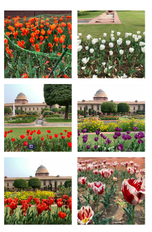 A Quick Guide to Mughal Garden, Rashtrapati Bhavan Delhi