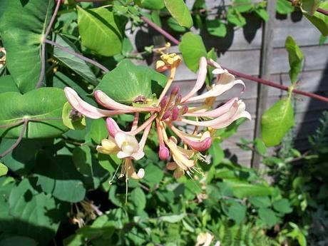 How to Grow Honeysuckle | Happy DIY Home