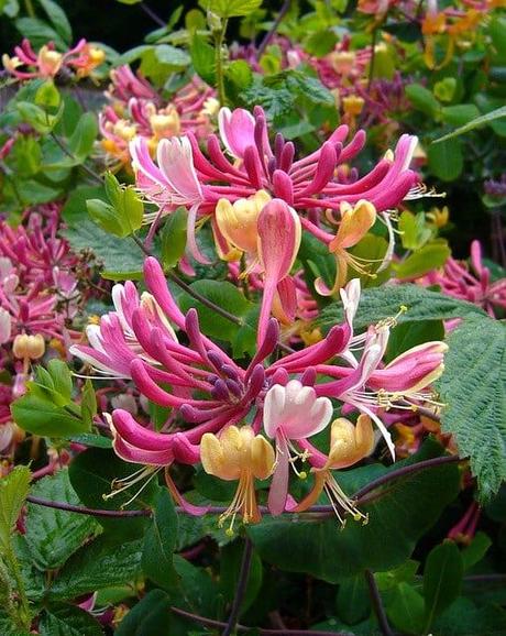 How to Grow Honeysuckle | Happy DIY Home