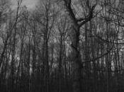 POEM: Dead Woods [Rubaiyat]