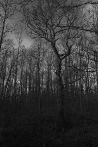 POEM: Dead Woods [Rubaiyat]