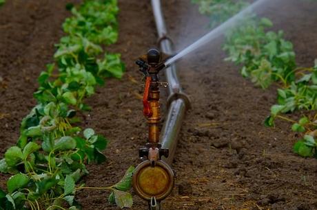 Best Sprinkler Controller to Irrigate Your Yard
