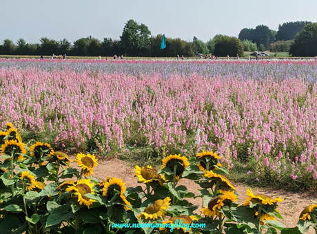 Confetti Flower Field at Wick, Pershore – August 2020