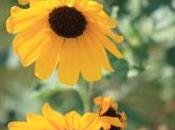 POEM: Hangdog Flower