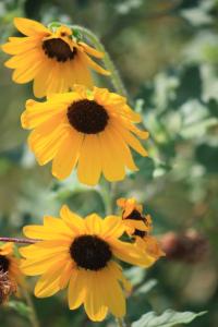 POEM: Hangdog Flower