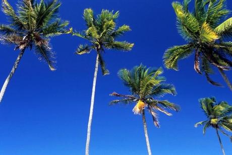 east-coast-coconut-tree