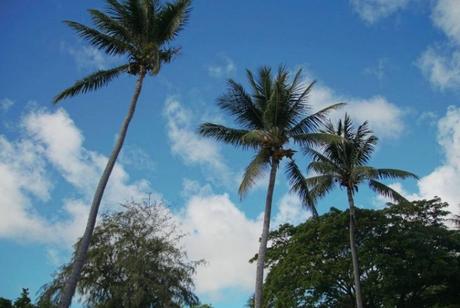 tall-coconut-tree