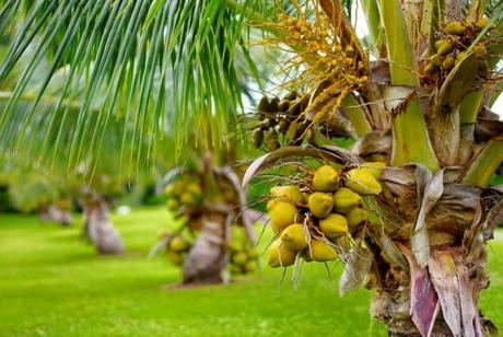 Malayan Yellow Dwarf Coconuts