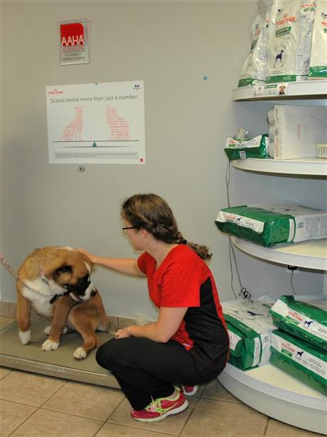 Top Five Friday: Five reasons why I love my veterinarian #FridayFive