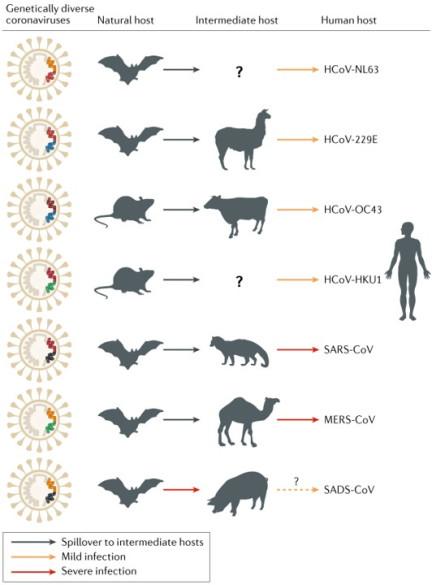 Was the SARS-CoV-2 a laboratory generated virus?