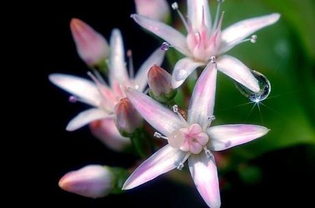 Ultimate Guide to Growing Jade Plant Ultimate Guide to Growing Jade Plant