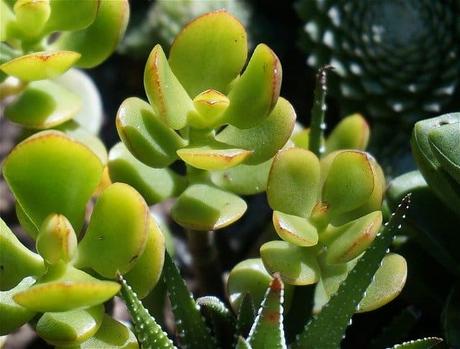 Ultimate Guide to Growing Jade Plant Ultimate Guide to Growing Jade Plant