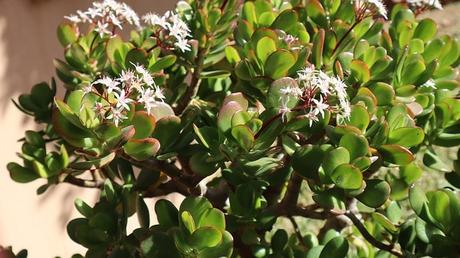 Ultimate Guide to Growing Jade Plant Ultimate Guide to Growing Jade Plant