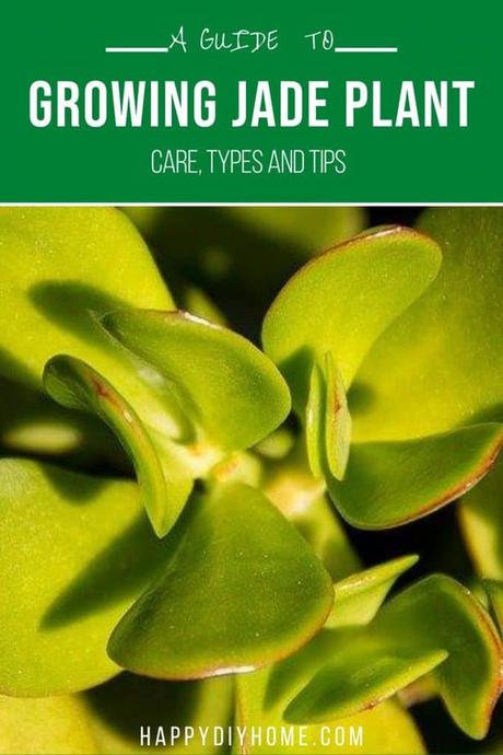 Ultimate Guide to Growing Jade Plant