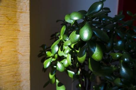 Ultimate Guide to Growing Jade Plant Ultimate Guide to Growing Jade Plant