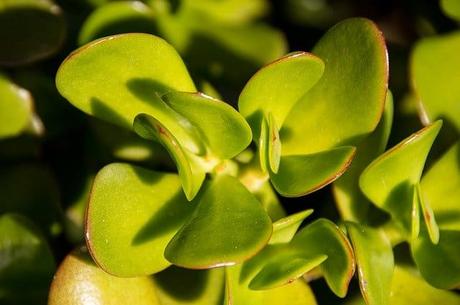Ultimate Guide to Growing Jade Plant Ultimate Guide to Growing Jade Plant