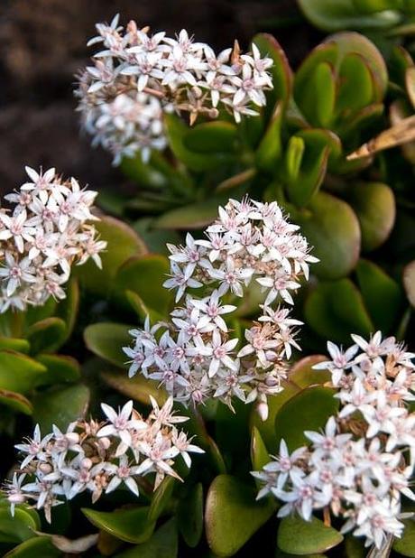 Ultimate Guide to Growing Jade Plant Ultimate Guide to Growing Jade Plant